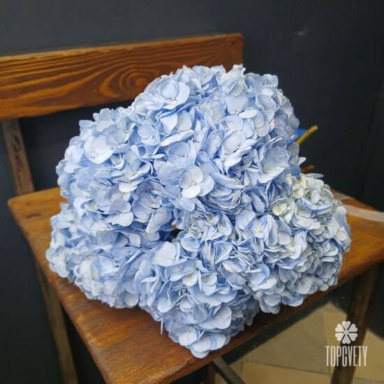 Букет из 5 голубых гортензий