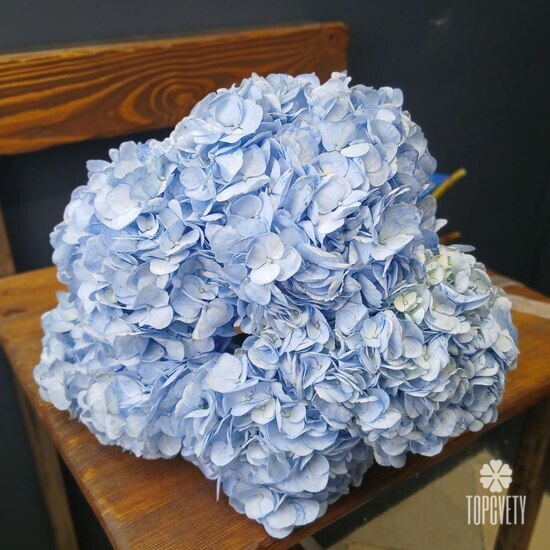 Букет из 5 голубых гортензий