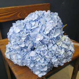 Букет из 5 голубых гортензий