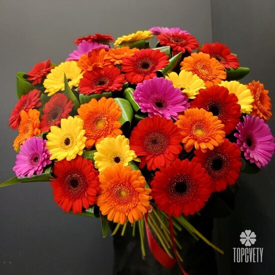 Букет из 35 гербер