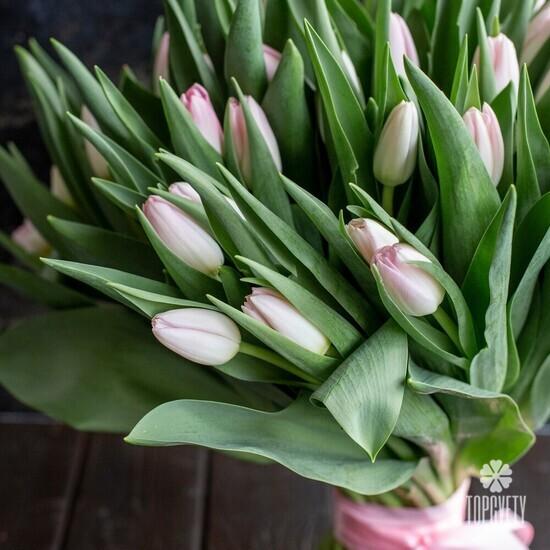 Букет из 51 розового тюльпана 