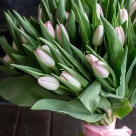 Букет из 51 розового тюльпана 