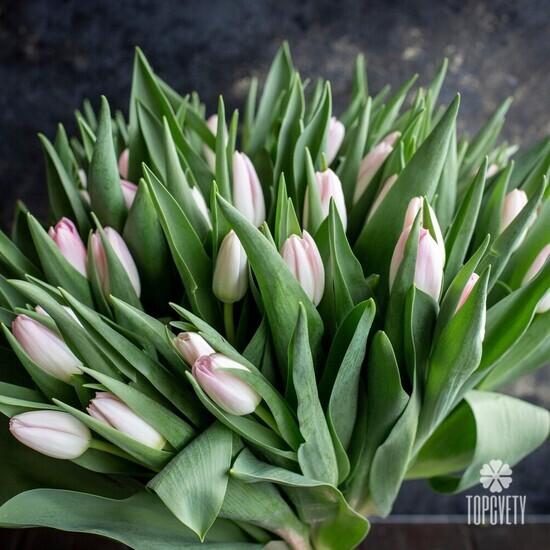 Букет из 51 розового тюльпана 