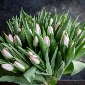 Букет из 51 розового тюльпана 