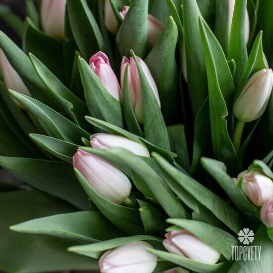 Букет из 51 розового тюльпана 