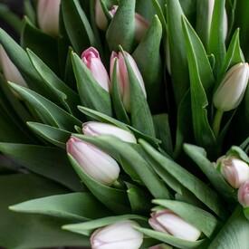 Букет из 51 розового тюльпана 