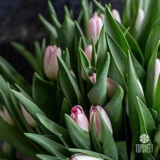 Букет из 51 розового тюльпана 