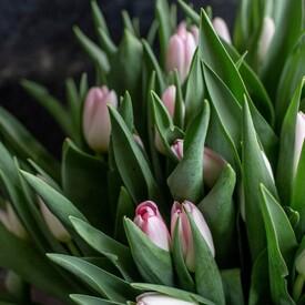 Букет из 51 розового тюльпана 