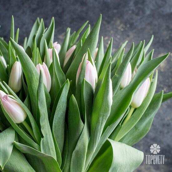 Букет из 51 розового тюльпана 