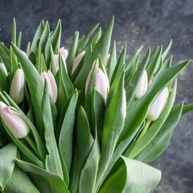 Букет из 51 розового тюльпана 