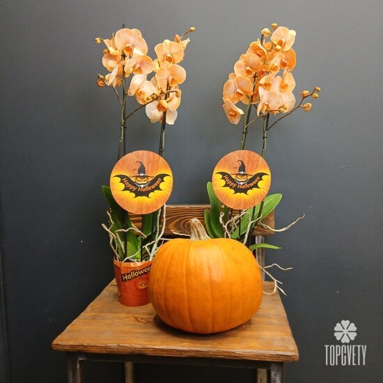 Орхидея двухствольная