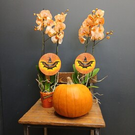 Орхидея двухствольная