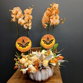 Орхидея двухствольная