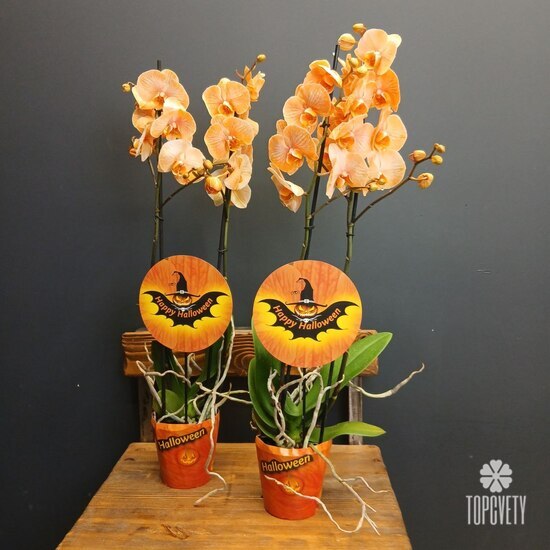 Орхидея двухствольная