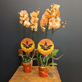 Орхидея двухствольная