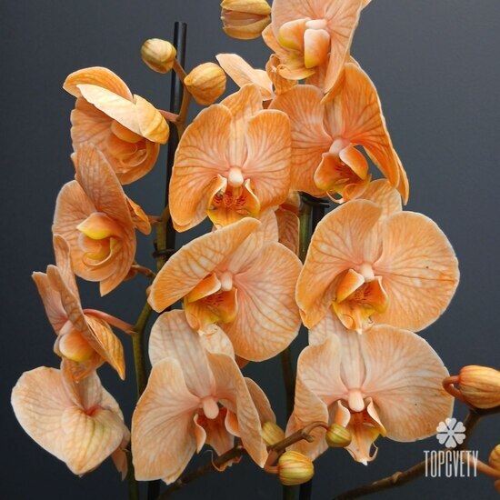 Орхидея двухствольная