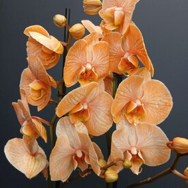 Орхидея двухствольная