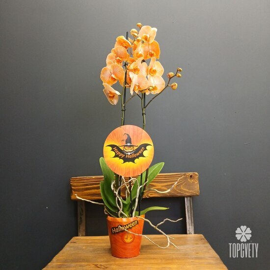 Орхидея двухствольная