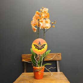 Орхидея двухствольная