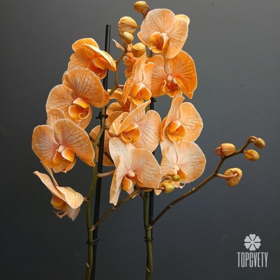 Орхидея двухствольная