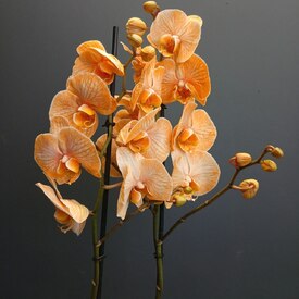 Орхидея двухствольная