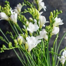 Букет из 21 белой фрезии 