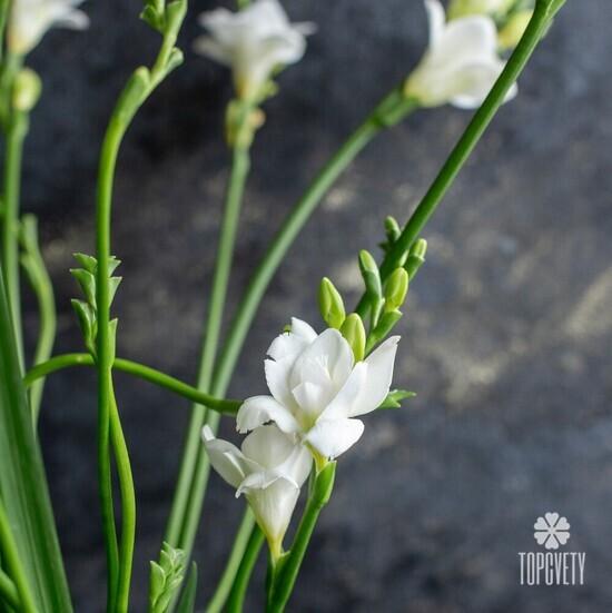 Букет из 21 белой фрезии 