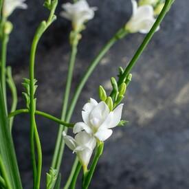 Букет из 21 белой фрезии 