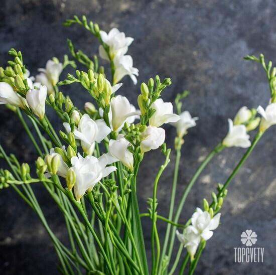 Букет из 21 белой фрезии 