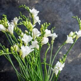 Букет из 21 белой фрезии 