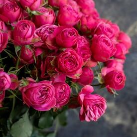 Букет из 25 кустовых пионовидных роз  