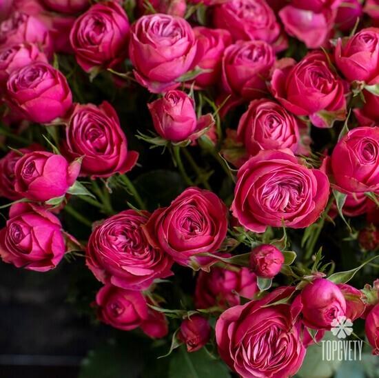Букет из 25 кустовых пионовидных роз  