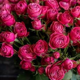 Букет из 25 кустовых пионовидных роз  