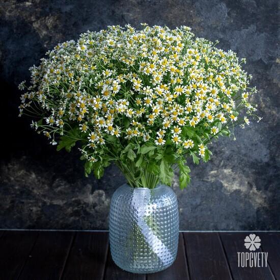 Букет из 25 ромашек танацетум