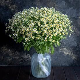 Букет из 25 ромашек танацетум