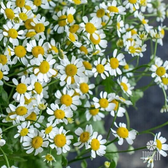 Букет из 25 ромашек танацетум