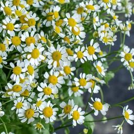 Букет из 25 ромашек танацетум