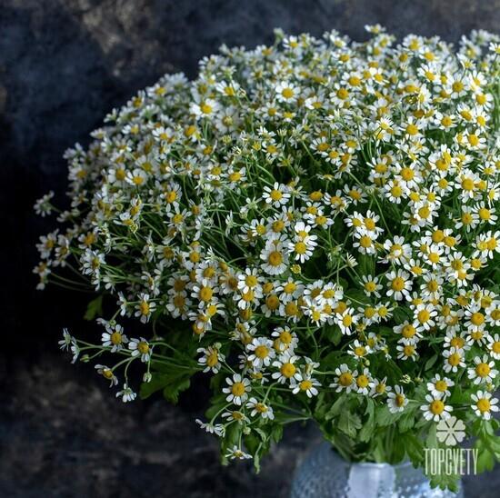 Букет из 25 ромашек танацетум