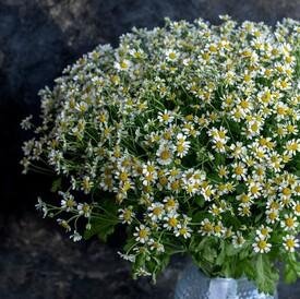 Букет из 25 ромашек танацетум