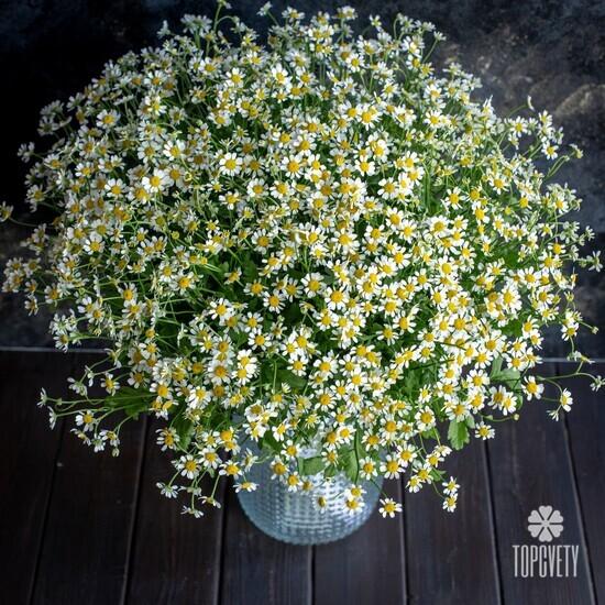 Букет из 25 ромашек танацетум