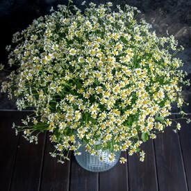 Букет из 25 ромашек танацетум