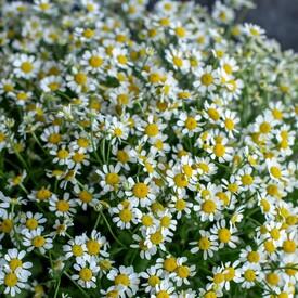 Букет из 25 ромашек танацетум