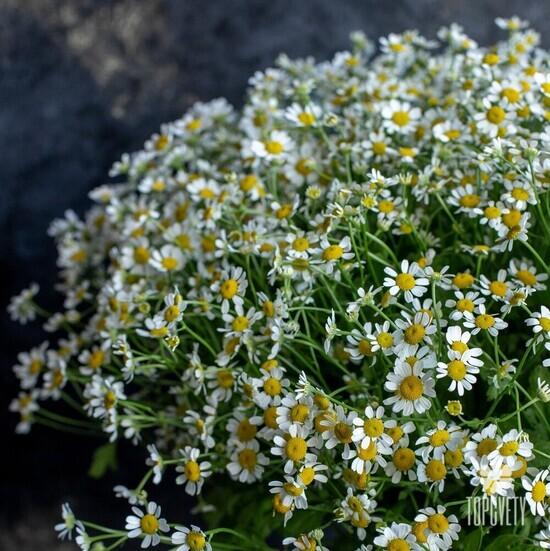 Букет из 25 ромашек танацетум