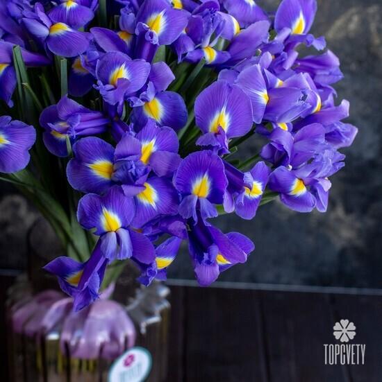 Букет из 35 синих ирисов 