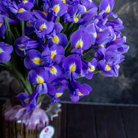 Букет из 35 синих ирисов 