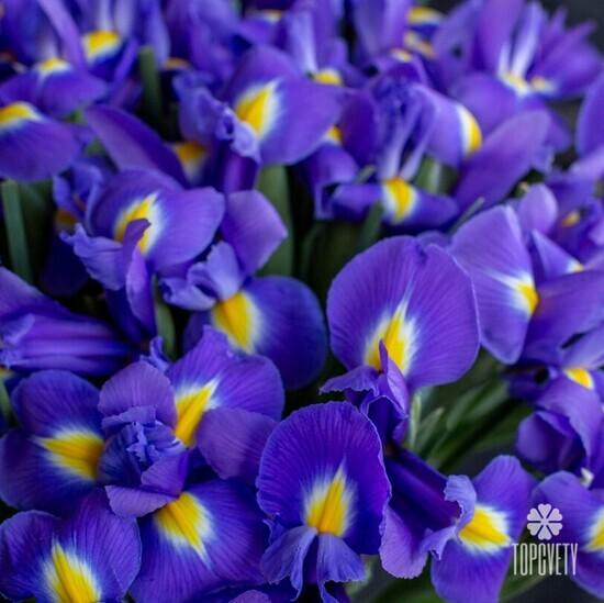 Букет из 35 синих ирисов 