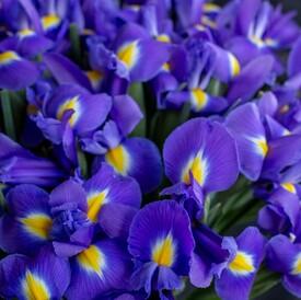 Букет из 35 синих ирисов 