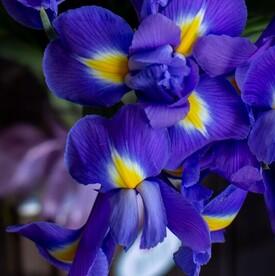 Букет из 35 синих ирисов 