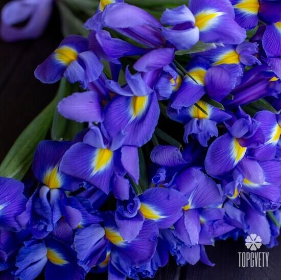 Букет из 35 синих ирисов 