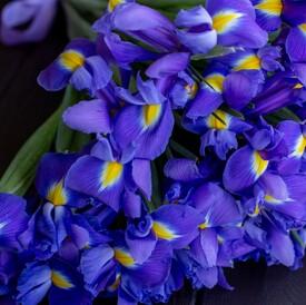 Букет из 35 синих ирисов 